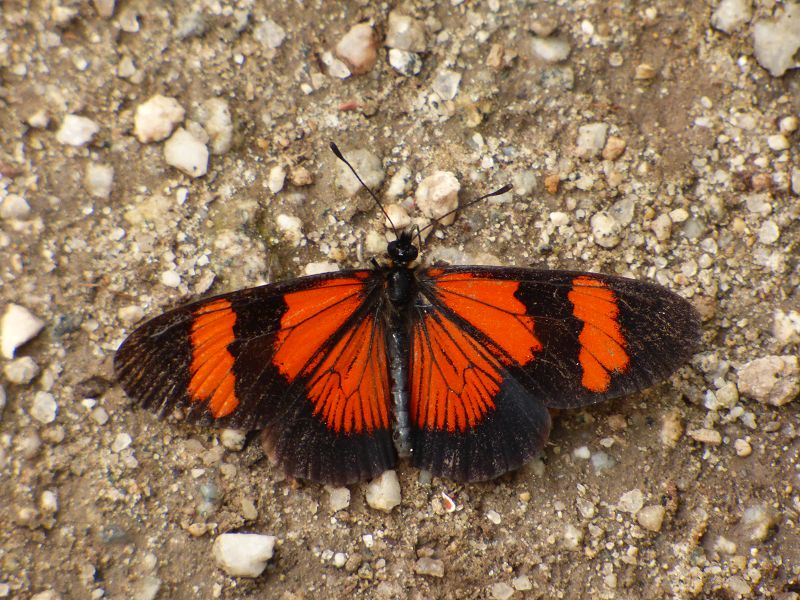 Schmetterlinge an der Salzlecke