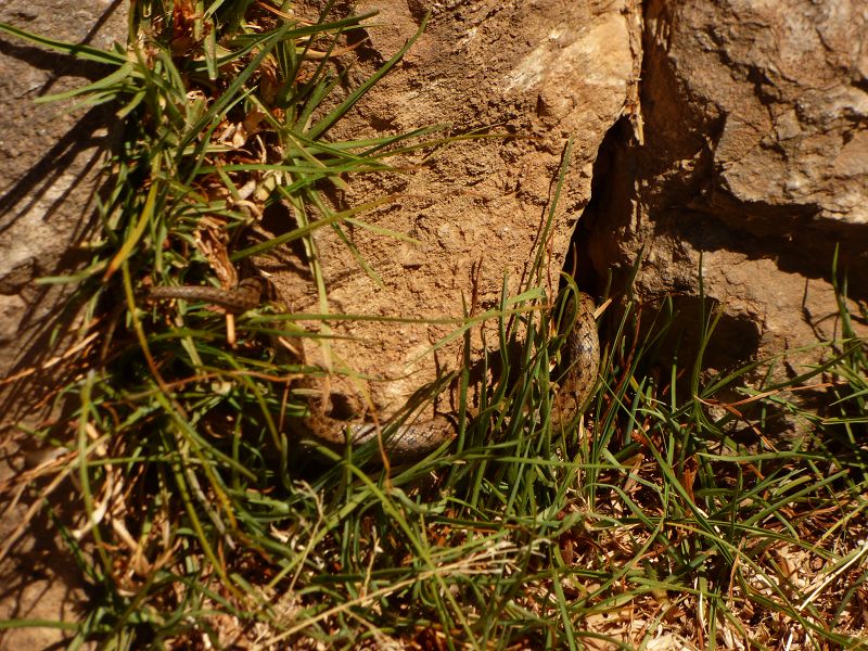 Copacabana  Lago Titicaca Titicacasee  Isla del Sol Isla de Luna Schlange Serpentina Serpiente