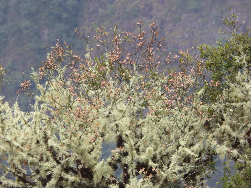 Machu Picchu Huayna Picchu Phutuq K'usi Hiram Bingham Road Spitzkehre