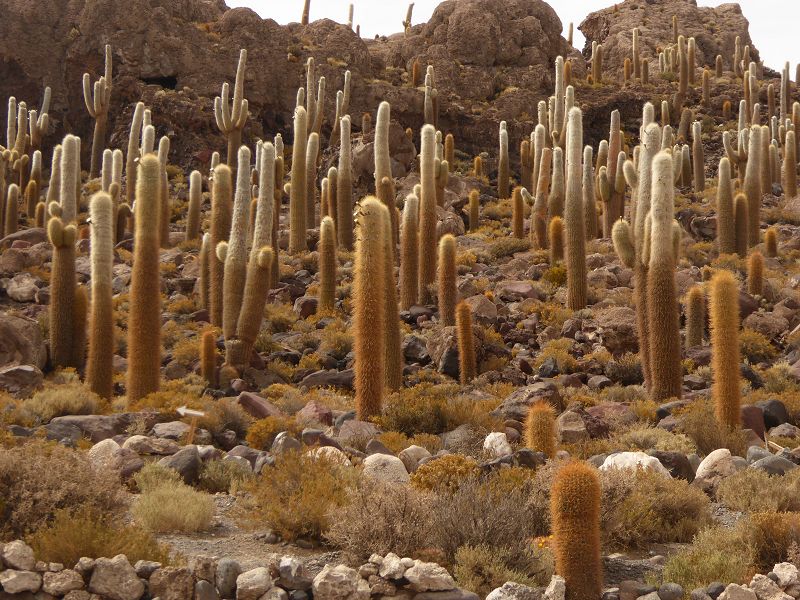 Uyuni Isla de Pescado   Uyuni – Salzseee – Reserva del Salar Incahuasi 