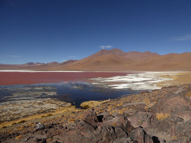 Laguna Pasto Grande Bolivien Uyuni 4x4 Salzsee Saltlake Pasto Grande Flamencos Flamingos