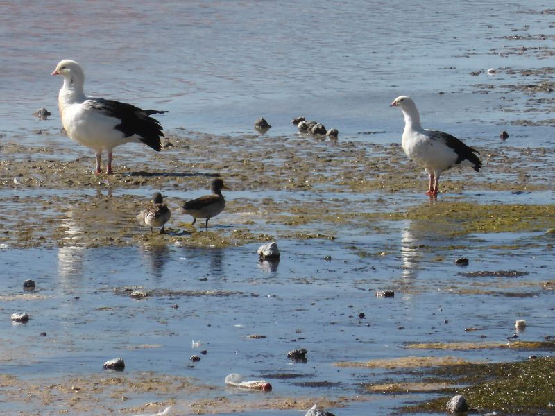 Laguna Pasto Grande Bolivien Uyuni 4x4 Salzsee Saltlake Pasto Grande Flamencos Flamingos