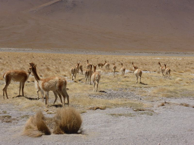 guanacos