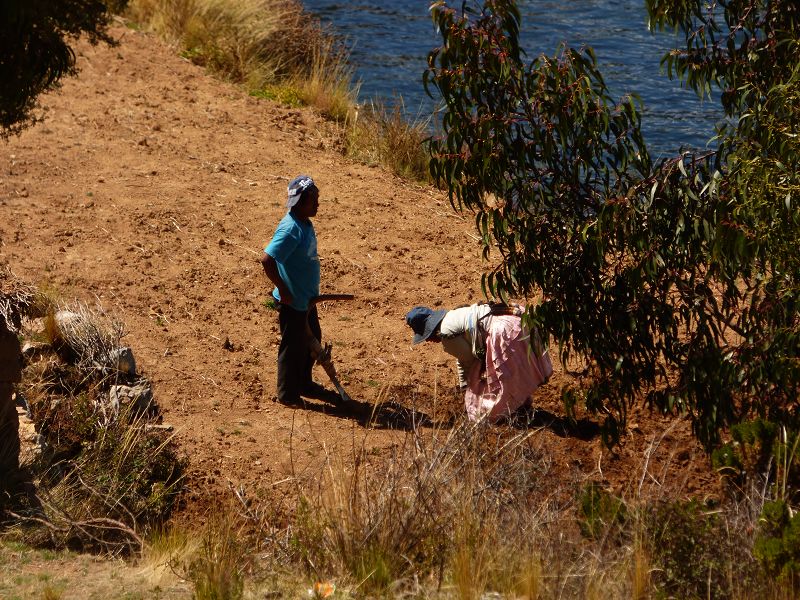 Bolivien  Copacabana  Lago Titicaca Titicacasee  Isla del Sol Isla de Luna Campesinos Kartoffelanbau auf 3800 m 