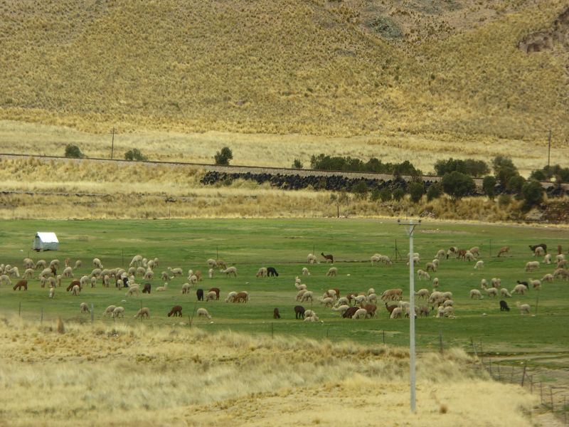 Alpakafarm La Raya Pass Occobamaba Altiplano