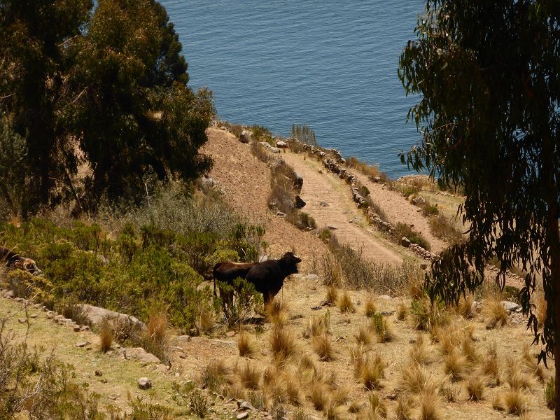 Peru Puno Insel Taquile  Isla  Taquile Lago Titikaka  Lago Titicaca Titicacasee Mit Hotels und Restaurants