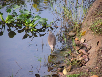 Khao Lak Khaolak Laguna Resort