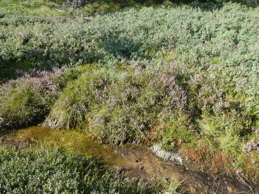 Rhönmoor  Wanderweg moorwanderung schwarzes Moor 