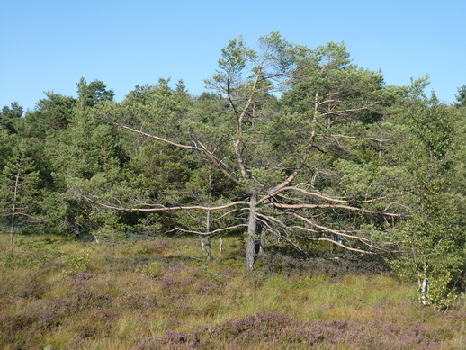   moorwanderung Rotes  MoorWanderweg moorwanderung  moorwanderungen  Rotes  Moor