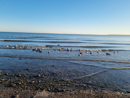 Boltenhagen Ostsee Küste Boltenhagenküste Ostsee Küsten 