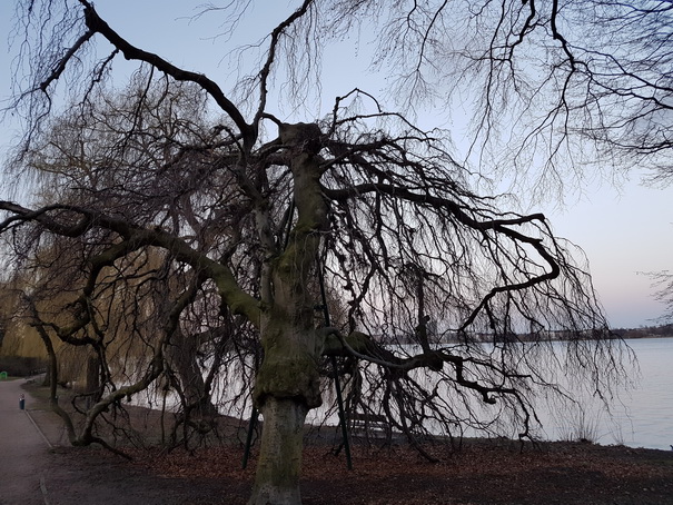 Aussenalster  Hamburg Ruderclub