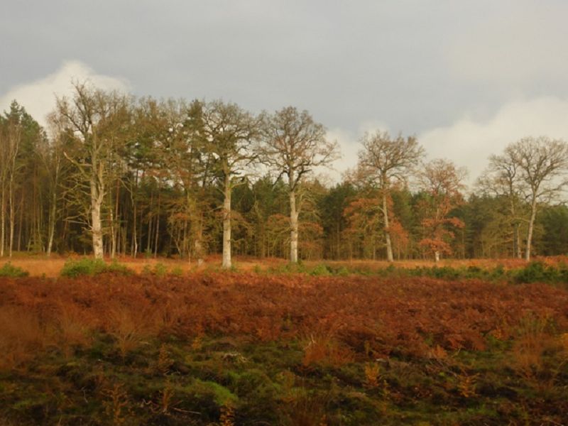 Starke Eichen in Karthan