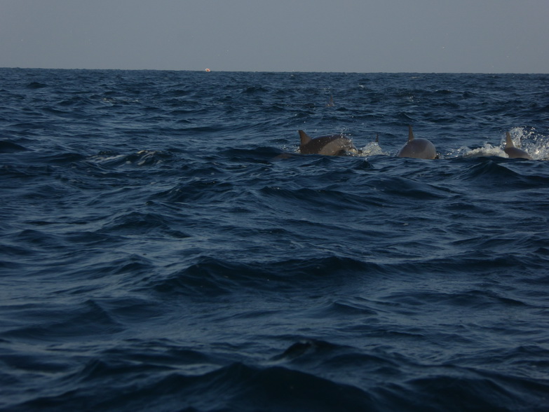 palagama beach    Dolphins Indian Ocean Dolphin Watching in Kalpitiya