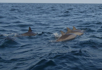 palagama beach    Dolphins Indian Ocean Dolphin Watching in Kalpitiya