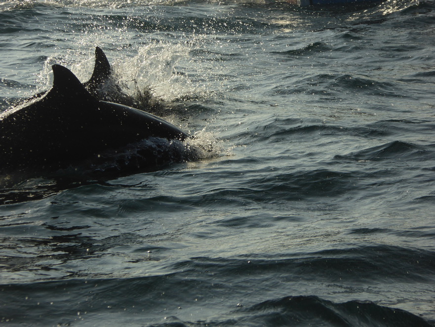 palagama beach    Dolphins Indian Ocean Dolphin Watching in Kalpitiya