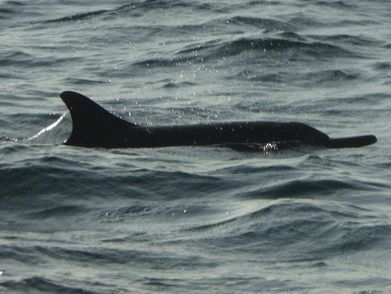 palagama beach    Dolphins Indian Ocean Dolphin Watching in Kalpitiya