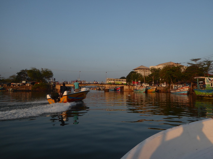 Negombo Boatsafari Mangroves 