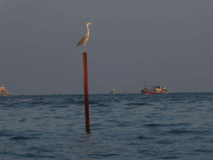 Negombo Boatsafari Mangroves 