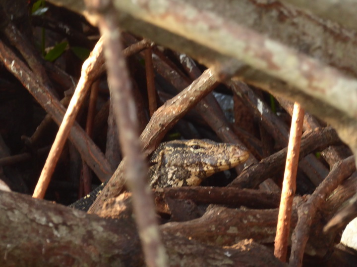 Negombo Boatsafari Mangroves 