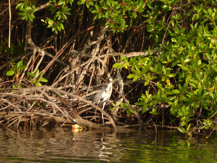   Negombo Boatsafari Mangroves Negombo Boatsafari Mangroves 