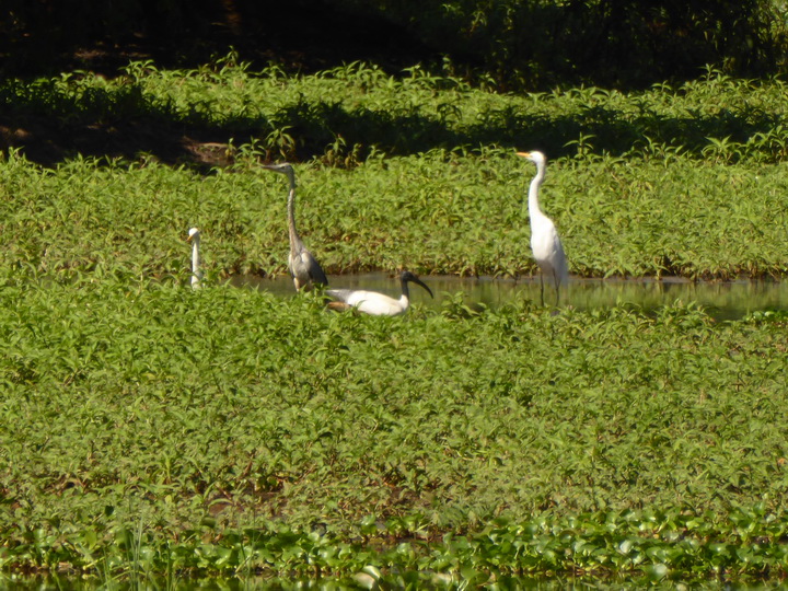 heron ibis Cattleheron 