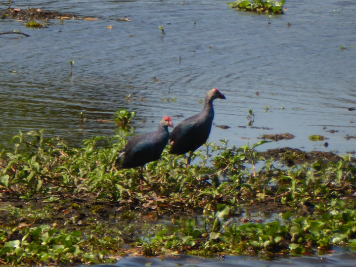 Anawilundawa Purple Swamphen