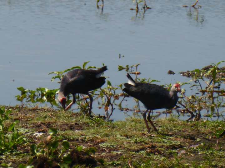 Anawilundawa Purple Swamphen