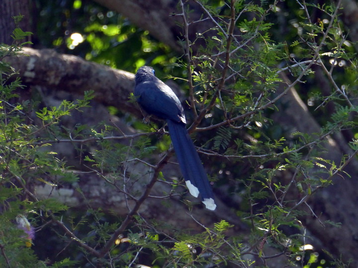 Blue faced Malkoha