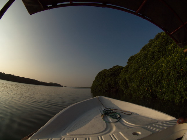 Negombo Boatsafari Mangroves 