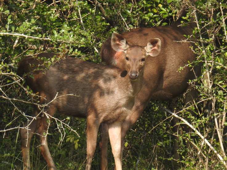 deer Wilpattu NP deer sambar Hirsch