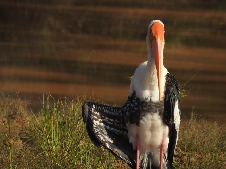 stork Wilpattu NP Painted storck 