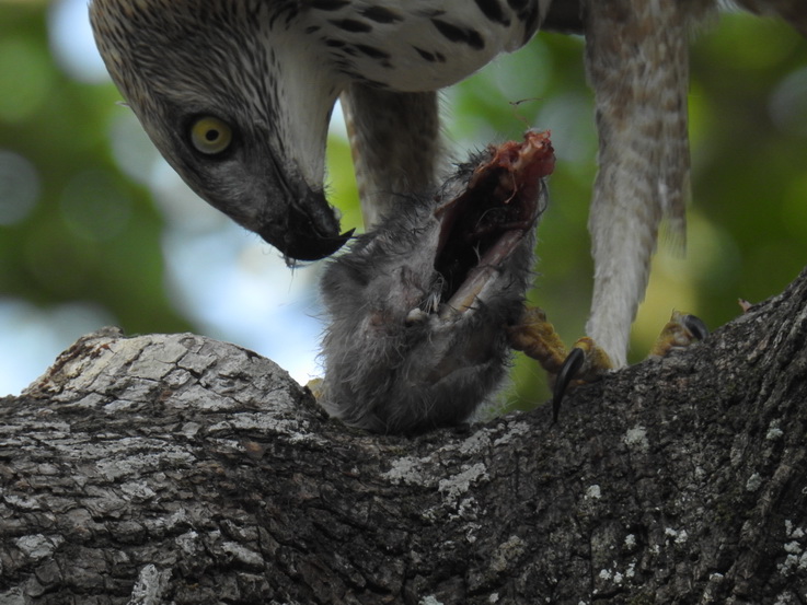 Wilpattu NP Wilpattu National Park Camp Kulu Safaris crested Serpent eagle