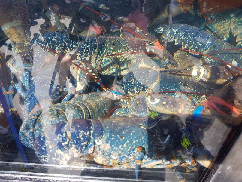 Bergen Fischmarkt  Torget Königskrabbe, Wal, Hummer und Muscheln Lachs 