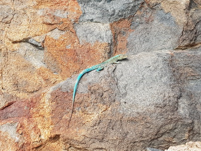   Aruba Lacerta Aruba Eidechsen Bluetail