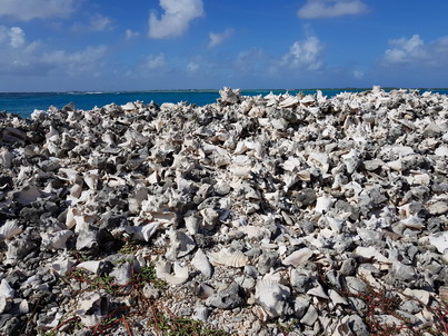   Bonaire Conch Berge MuschelbergeBonaire Bonaire Conch Berge Muschelberge