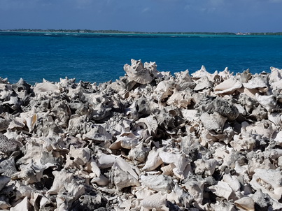   Bonaire Conch Berge MuschelbergeBonaire Bonaire Conch Berge Muschelberge