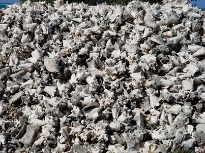   Bonaire Conch Berge MuschelbergeBonaire Bonaire Conch Berge Muschelberge