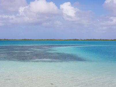 Bonaire Schnorcheln mit Meeresschildkrte Bonaire Schnorcheln mit Meeresschildkrten