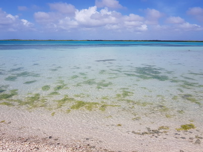   Bonaire Schnorcheln mit MeeresschildkrteBonaire Schnorcheln mit Meeresschildkrten