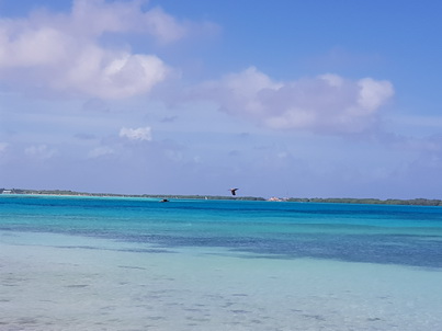   Bonaire Schnorcheln mit MeeresschildkrteBonaire Schnorcheln mit Meeresschildkrten