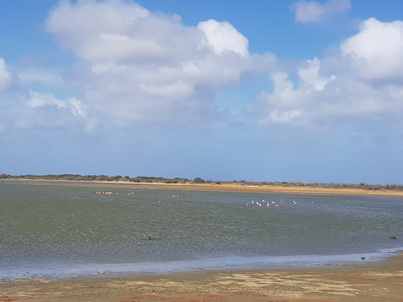 Bonaire Flamingos Flamingo