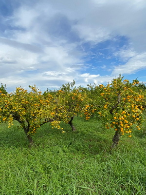 mandarinenzucht