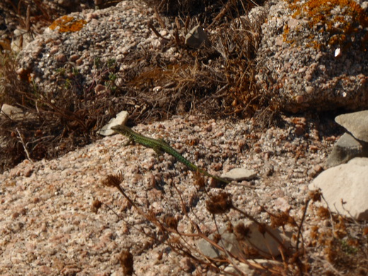   Olbia Sardinien Capo Testa Olbia Sardinien Capo Testa 