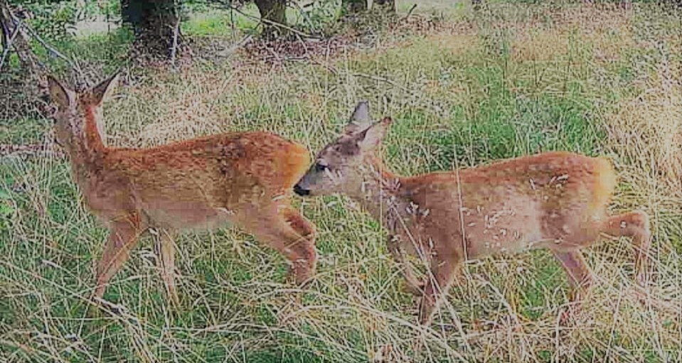 Kitzchen sind schon Gross geworden 