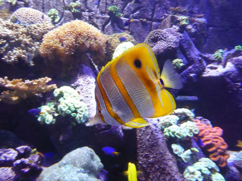 Lost Chambers Aquarium  Atlantis The Palm 