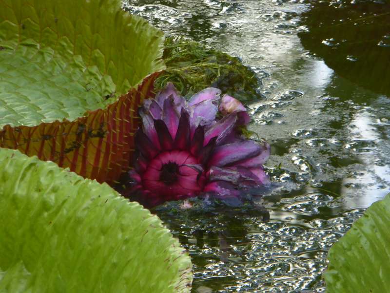   Mauritius Botanischer Garten  Sir Seewoosagur Ramgoolam Botanical Garden PampelmousseMauritius Botanischer Garten  Sir Seewoosagur Ramgoolam Botanical Garden Pampelmousse