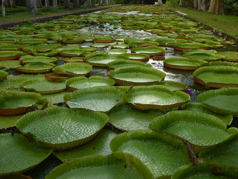   Mauritius Botanischer Garten  Sir Seewoosagur Ramgoolam Botanical Garden PampelmousseMauritius Botanischer Garten  Sir Seewoosagur Ramgoolam Botanical Garden Pampelmousse