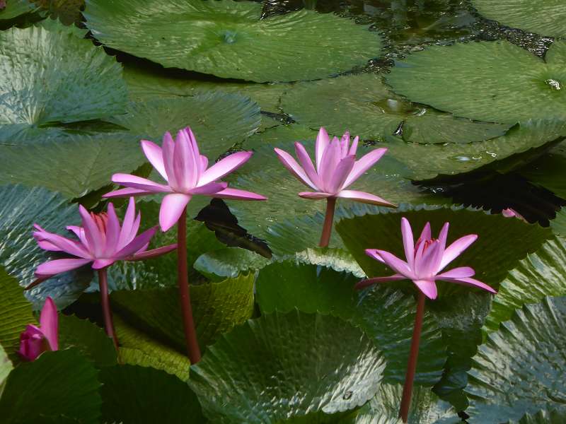   Mauritius Botanischer Garten  Sir Seewoosagur Ramgoolam Botanical Garden PampelmousseMauritius Botanischer Garten  Sir Seewoosagur Ramgoolam Botanical Garden Pampelmousse