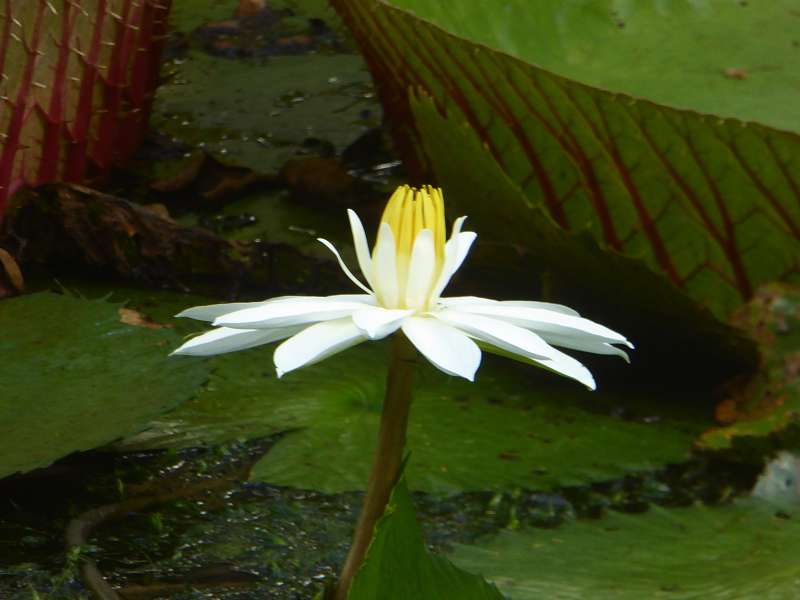   Mauritius Botanischer Garten  Sir Seewoosagur Ramgoolam Botanical Garden PampelmousseMauritius Botanischer Garten  Sir Seewoosagur Ramgoolam Botanical Garden Pampelmousse