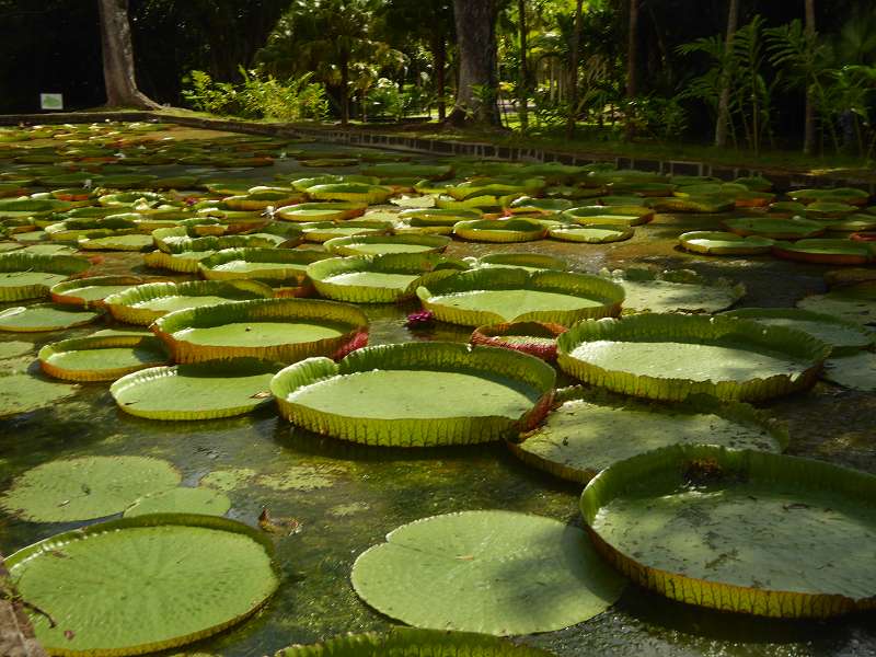 Mauritius Botanischer Garten  Sir Seewoosagur Ramgoolam  Hybride Victoria amazonica × Victoria cruziana